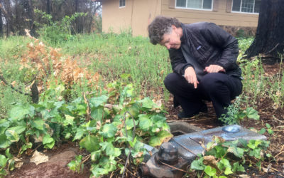 Paradise Residents Still Can’t Drink the Water